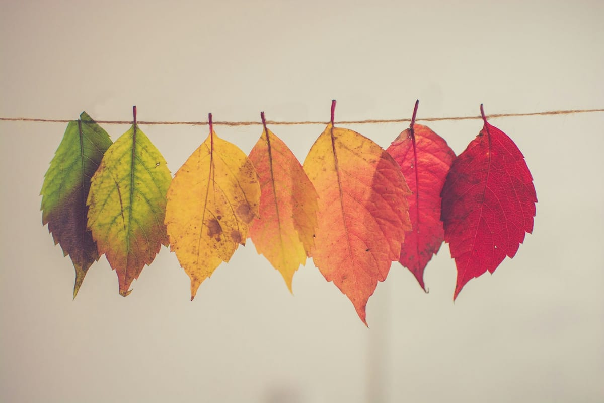 About time - leaves hanging on a line, green to golden yellow to red